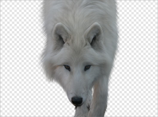 تصویر دوربری شده گرگ و روباه از نمای نزدیک با پسوند png