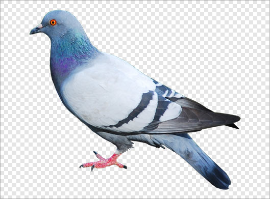 فایل ترانسپرنت png کبوتر بصورت دوربری شده و کیفیت بالا