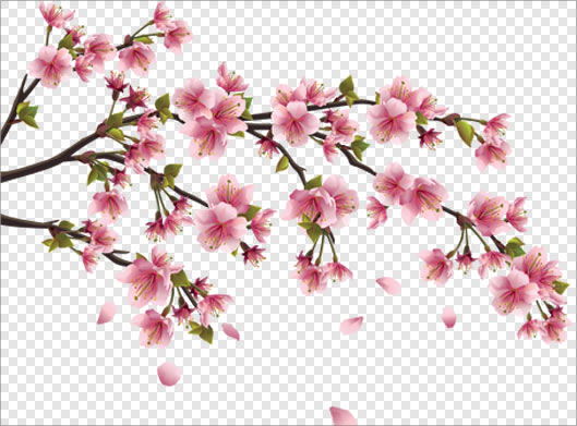 فایل دوربری شده شاخه درخت با شکوفه های صورتی بهاری