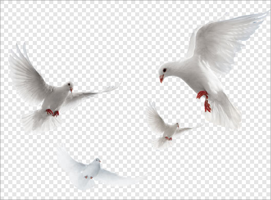 فایل png دوربری شده مجموعه کبوترهای سفید
