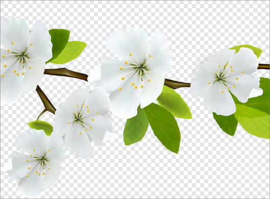 دانلود فایل png دوربری شده شکوفه های سفید بهاری
