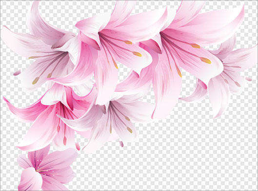 فایل ترانسپرنت و png گل های لیلیوم صورتی