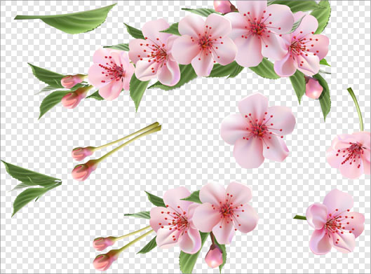 فایل png شکوفه های متنوع صورتی رنگ بهاری