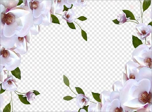 فایل png دوربری شده گل های زیبای سفید (شکوفه)