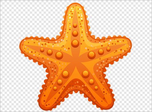 تصویر دوربری شده ستاره دریایی با رنگ نارنجی
