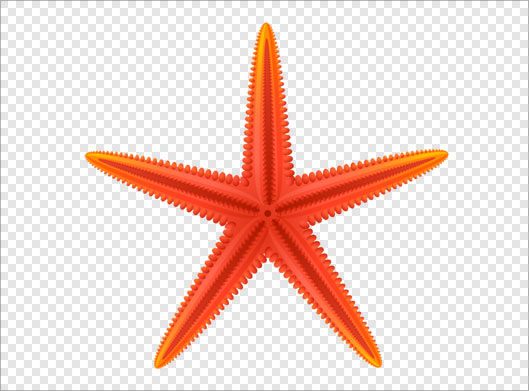 فایل png بدون زمینه با طرح ستاره دریایی بصورت ترانسپرنت