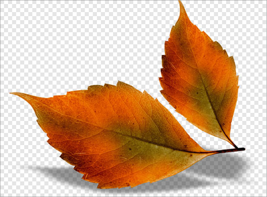 فایل png بدون زمینه برگ پاییزی نارنجی