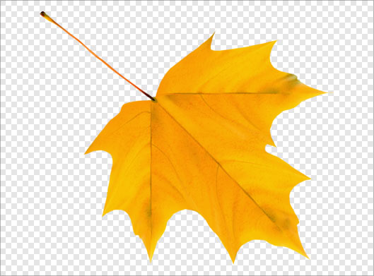 تصویر بدون زمینه برگ زرد چنار (پاییزی) با پسوند png