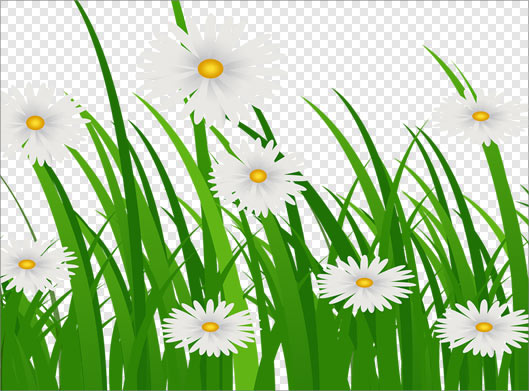 دانلود تصویر دوربری شده چمن زار با گلهای سفید