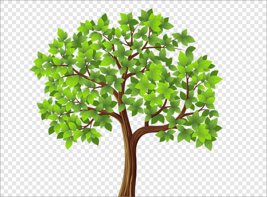 تصویر با کیفیت و دوربری شده درخت سبز با فرمت png