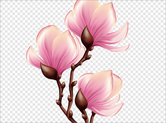 فایل png بدون زمینه گل و شکوفه های صورتی رنگ