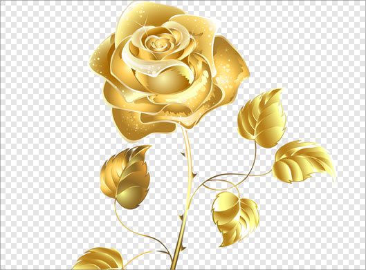تصویر دوربری شده و ترانسپرنت گل رز طلایی با فرمت png