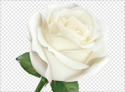 تصویر دوربری شده و png گل رز سفید رنگ