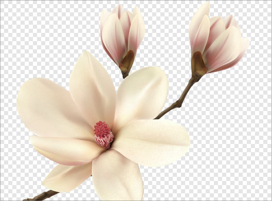 دانلود فایل png دوربری شده گل و شکوفه بصورت ترانسپرنت