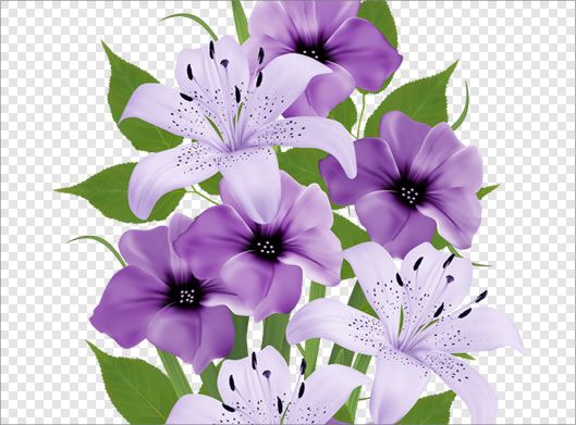 فایل دوربری شده دسته گلهای بنفش رنگ لیلیوم با پسوند png