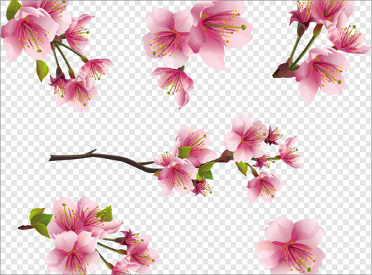 فایل دوربری شده شکوفه های صورتی رنگ در شکل های مختلف