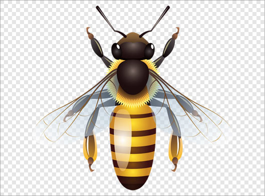 فایل ترانسپرنت و با کیفیت زنبور عسل زرد با پسوند png