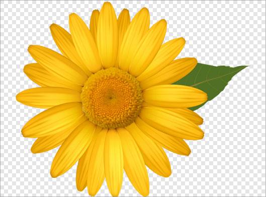 تصویر بدون زمینه دوربری شده گل آفتابگردان زرد با پسوند png