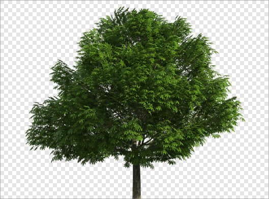 فایل دوربری شده درخت سبز با فرمت png