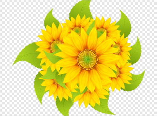 فایل دوربری شده گلهای زیبای آفتابگردان زرد با پسوند png