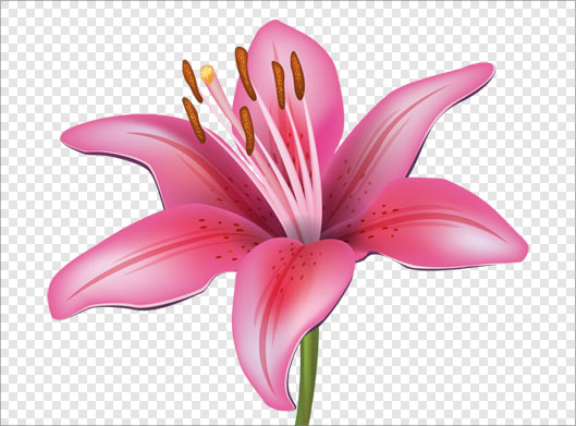فایل دوربری شده گل لیلیوم صورتی رنگ
