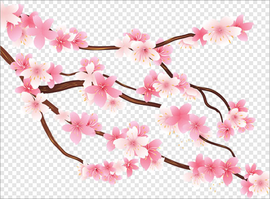 تصویر دوربری شده شکوفه های صورتی رنگ بهاری