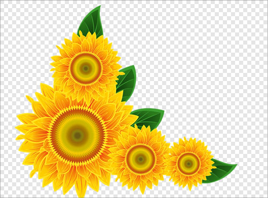 فایل png دوربری شده گل های زیبای آفتابگردان زرد