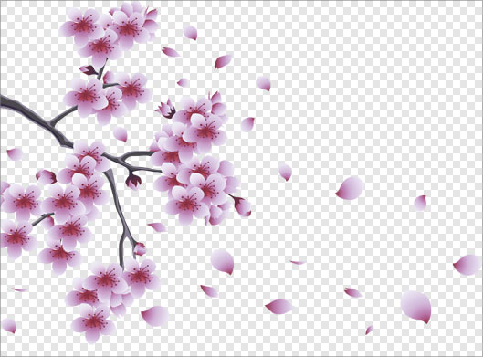 تصویر بدون زمینه و دوربری شده شکوفه های صورتی با پسوند png