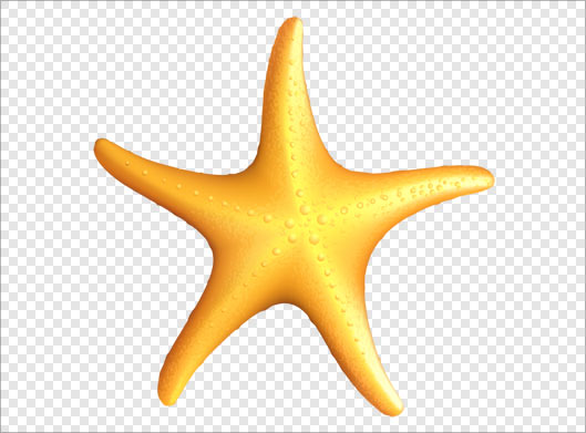 فایل png بدون زمینه ستاره دریایی نارنجی رنگ