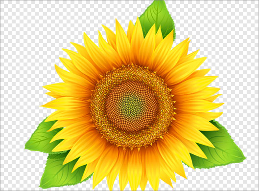 فایل png دوربری شده گل زیبای آفتابگردان