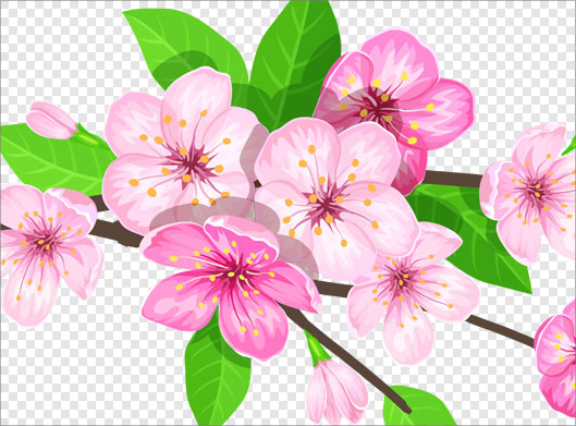 فایل png شکوفه های صورتی رنگ بصورت دوربری شده