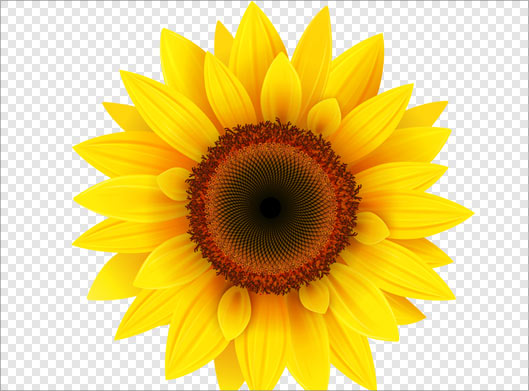 فایل png دوربری شده گل آفتابگردان بصورت ترانسپرنت