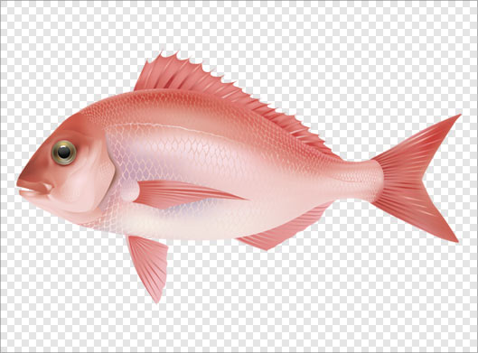 دانلود فایل png ماهی قرمز رنگ بصورت ترانسپرنت
