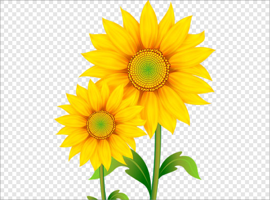 دانلود فایل png گل آفتابگردان زرد بصورت گرافیکی