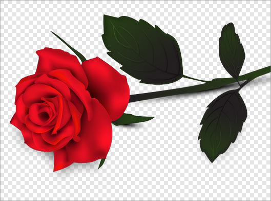 فایل Png تک شاخه گل رز قرمز بصورت دوربری شده