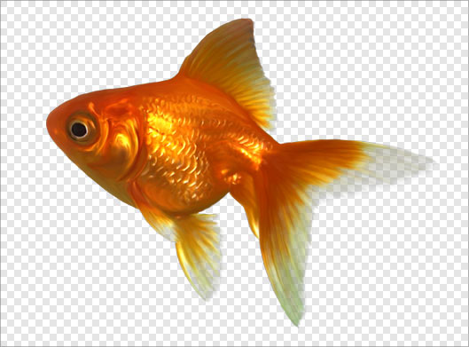 فایل بدون زمینه و دوربری شده ماهی گلی قرمز