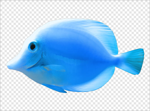 دانلود فایل دوربری شده ماهی آبی بصورت ترانسپرنت