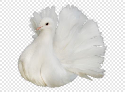 فایل دوربری شده کبوتر سفید بصورت ترانسپرنت