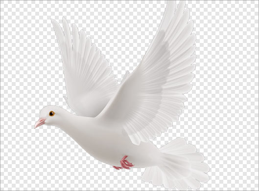 فایل png کبوتر سفید در حال پرواز بصورت ترانسپرنت