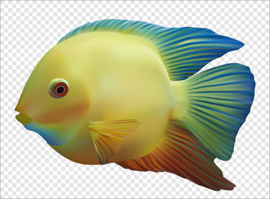 دانلود فایل png ماهی بصورت ترانسپرنت دوربری شده