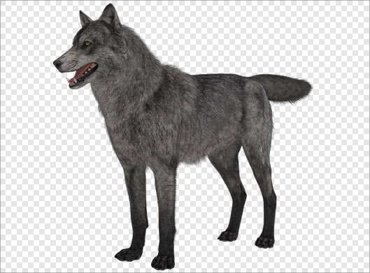 دانلود فایل دوربری شده گرگ سیاه بصورت png