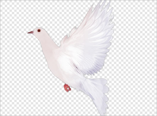 دانلود فایل png کبوتر سفید در حال پرواز
