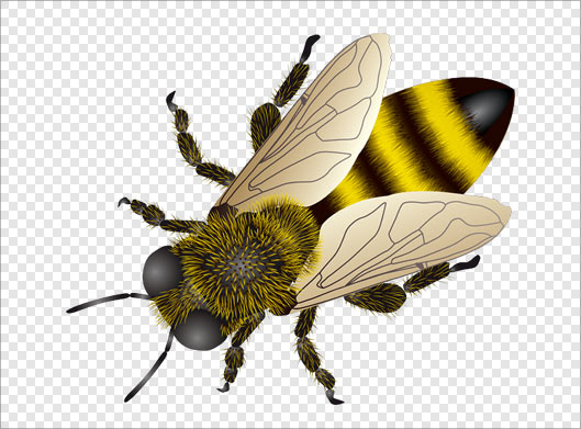 دانلود فایل png زنبور یا مگس از نمای نزدیک