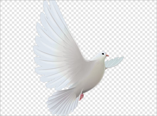دانلود فایل دوربری شده png کبوتر سفید در حال پرواز