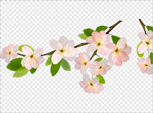 فایل دوربری شده شکوفه های بهاری بصورت ترانسپرنت