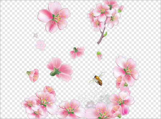 فایل png شکوفه های بهاری صورتی رنگ