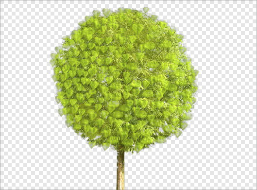 دانلود فایل png با طرح درخت سبز دوربری شده