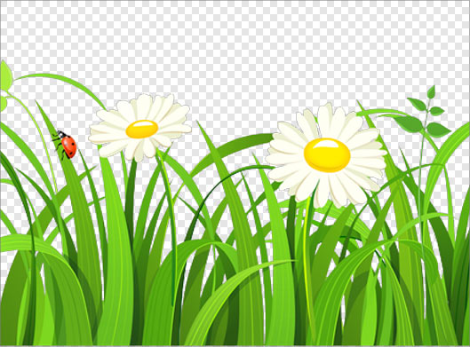 فایل png چمن زار و گل های زیبا بصورت دوربری شده
