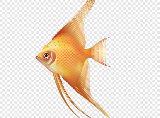 فایل png بدون زمینه ماهی طلایی