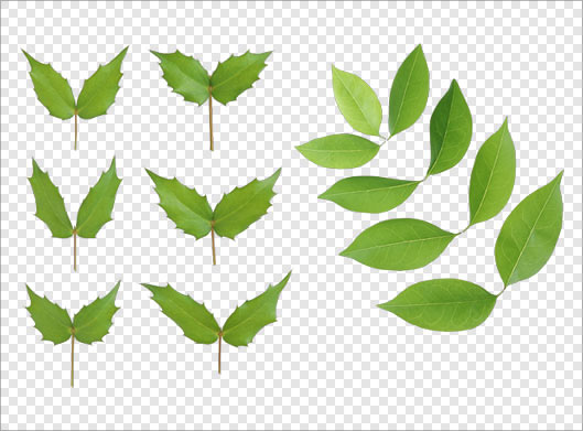 فایل png برگ های مختلف درخت سبز